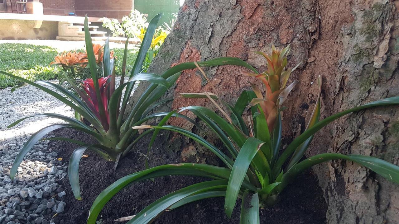 Hospedagem econômica Flor de Maria Caraguatatuba Exterior foto